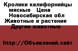 Кролики калифорнийцы мясные › Цена ­ 350 - Новосибирская обл. Животные и растения » Другие животные   